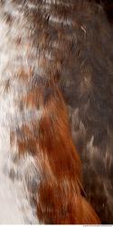 Photo Textures of Animals Skin